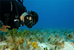 Deb finds a small seahorse in the flats. Cozumel, MX. Can... by Paul Holota 